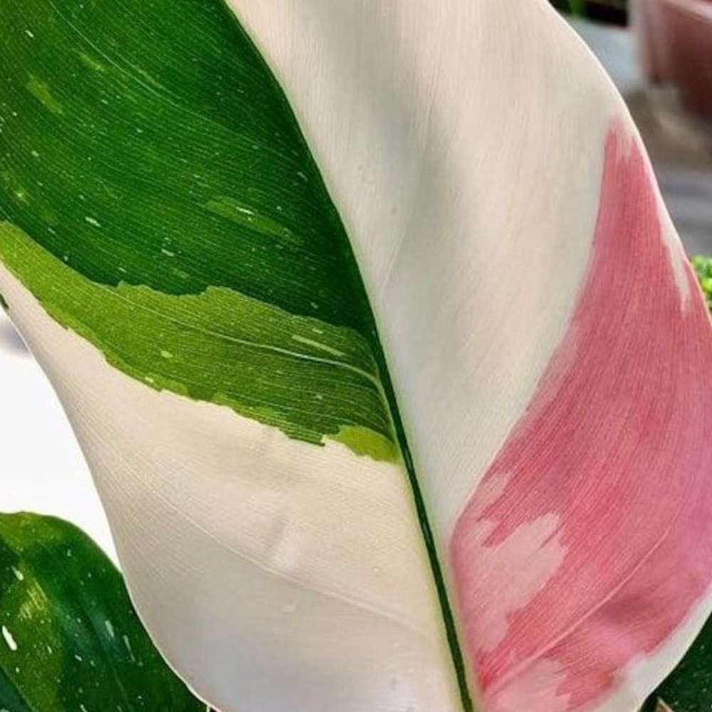 Meet your Posher, HK